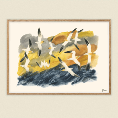 Reeling Gannets A4 Print
