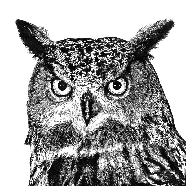 Eagle Owl Archival Print 600 WEB