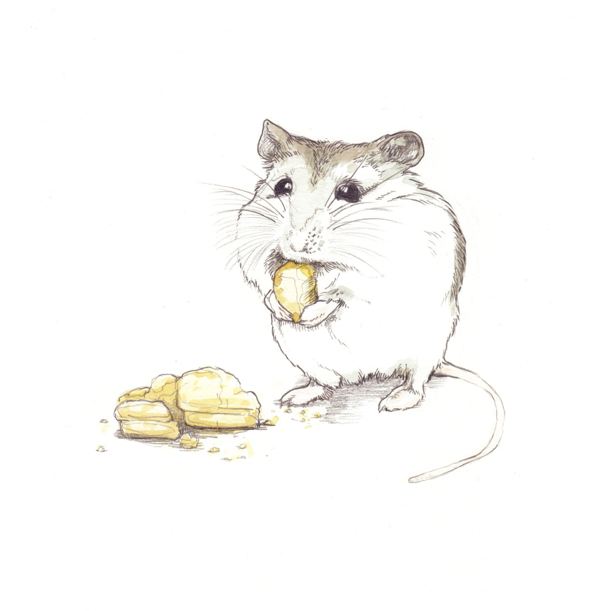 Eeeeek A Mouse!