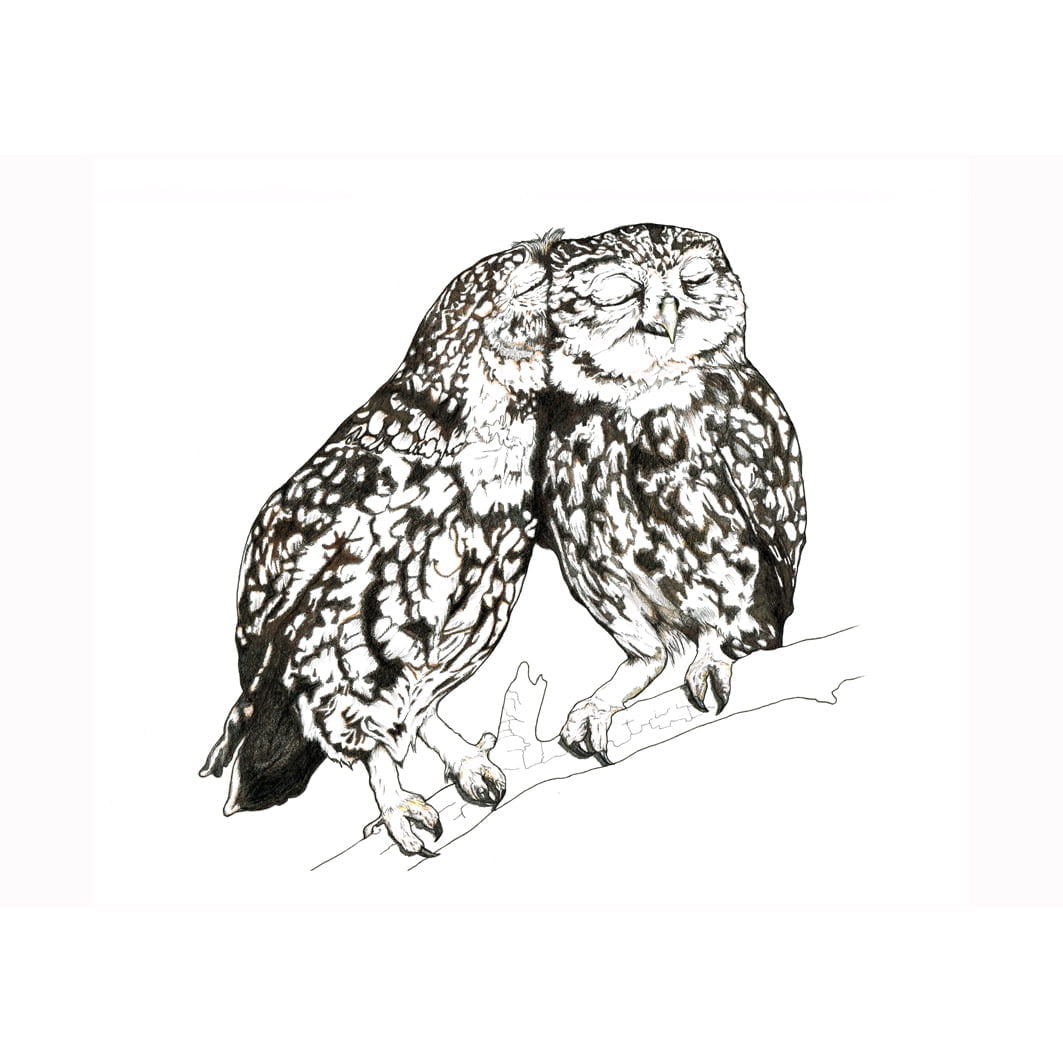 LBliitle owl A3 size 2