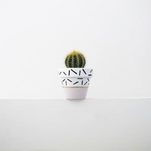 Pink Dash Pot Plant
