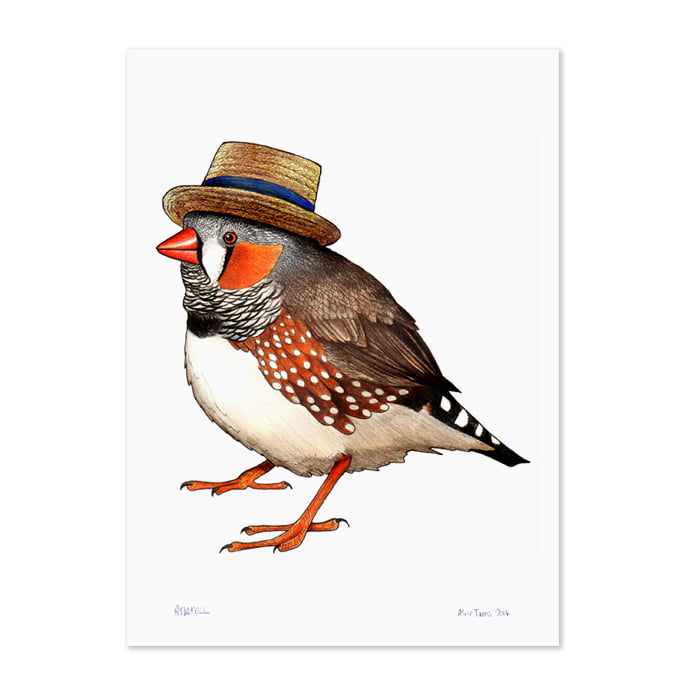 Zebra Finch