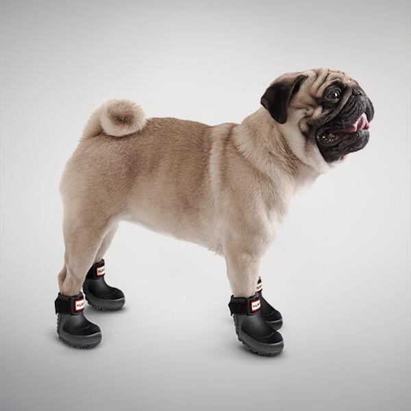 Hunter boots for dogs press release 