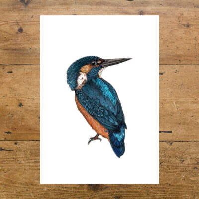 Kingfisher Bird, By The Water, Birds, Illustration, Ben Rothery