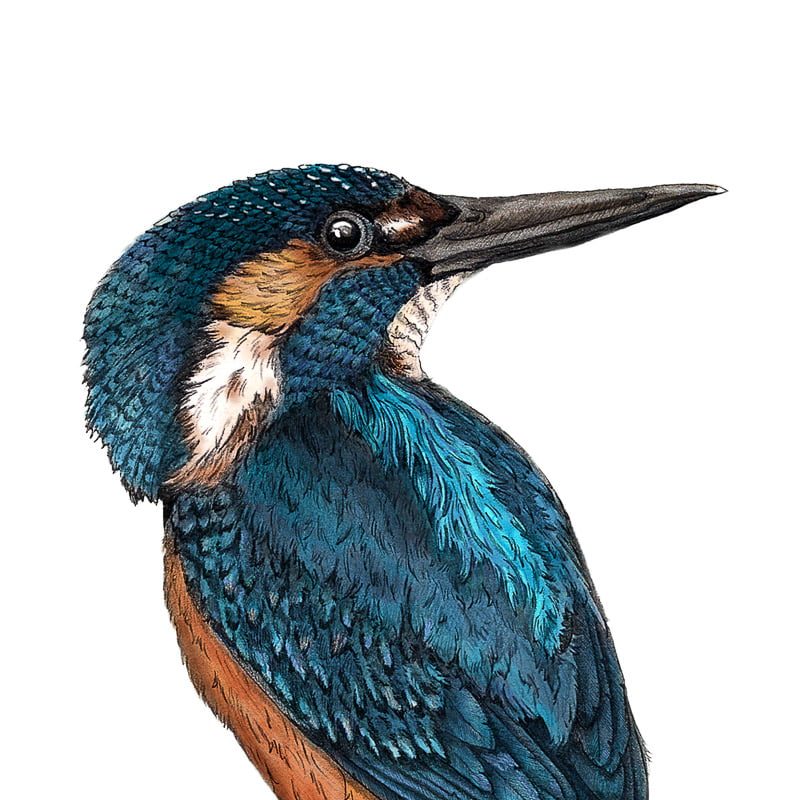 Kingfisher Bird, By The Water, Birds, Illustration, Ben Rothery