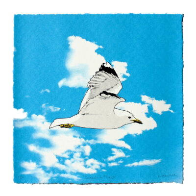Seagull in Flight by Fiona Hamilton