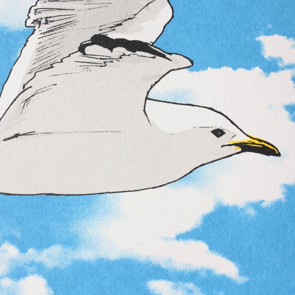 Seagull in Flight by Fiona Hamilton